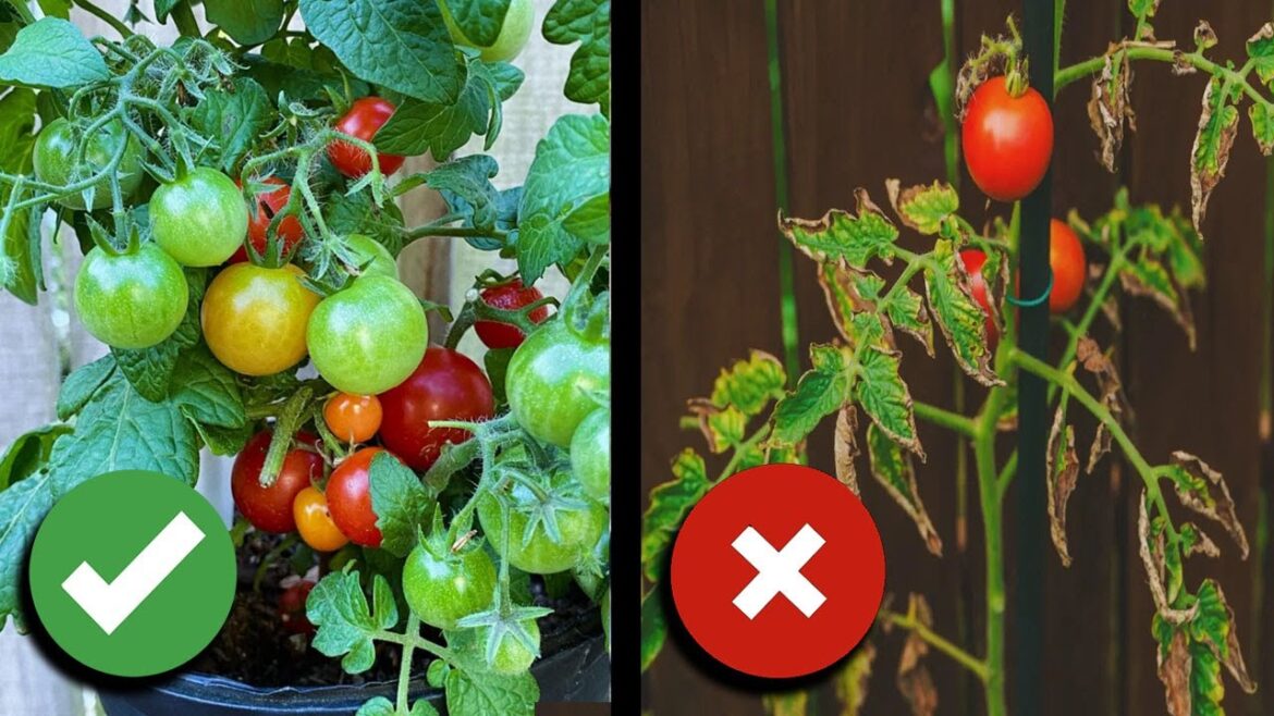 California Garden TV: Stop Killing Your Plants: Water Containers the RIGHT Way! Stop Killing Your Plants: Water Containers the RIGHT Way!