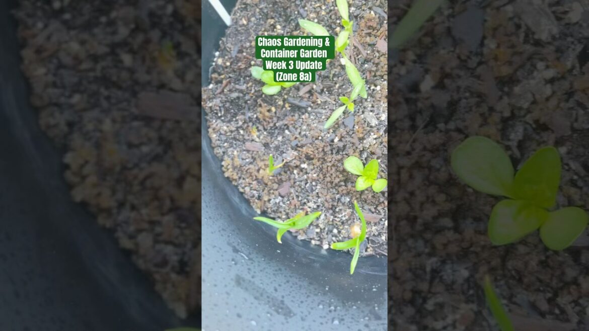 I Forgot What I Planted🥴 Cut flowers? Bell peppers? Or maybe all the veggies. I tried to label. I Forgot What I Planted🥴 Cut flowers? Bell peppers? Or maybe all the veggies. I tried to label.