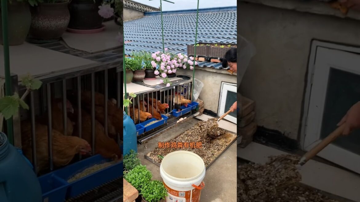 Making chicken manureOrganic fertilizer#Growing vegetables on the balcony#我小vegetable garden#plantin