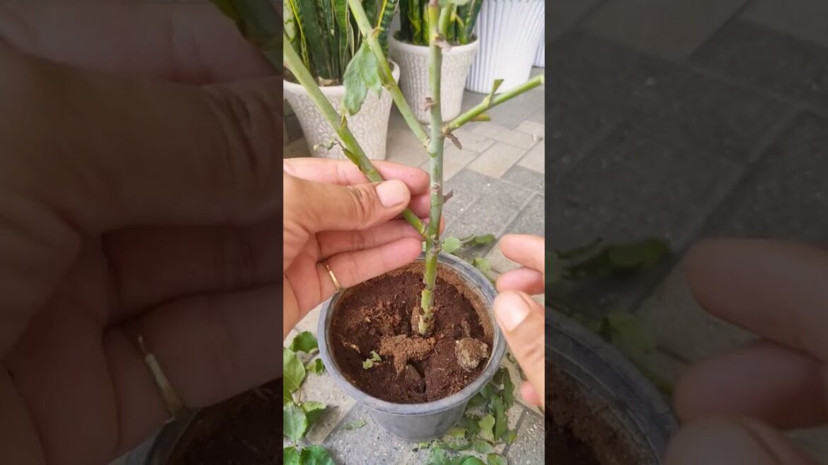 ISI season mein lagaen gulab ki#rose flower #nature flower#gardeningtips