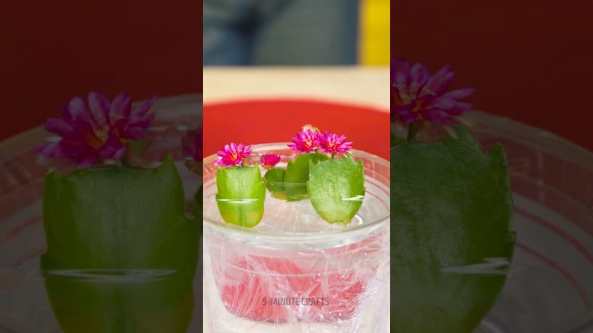 Brilliant Gardening Hacks Every Plant Lover Needs! 🌱✨ Brilliant Gardening Hacks Every Plant Lover Needs! 🌱✨