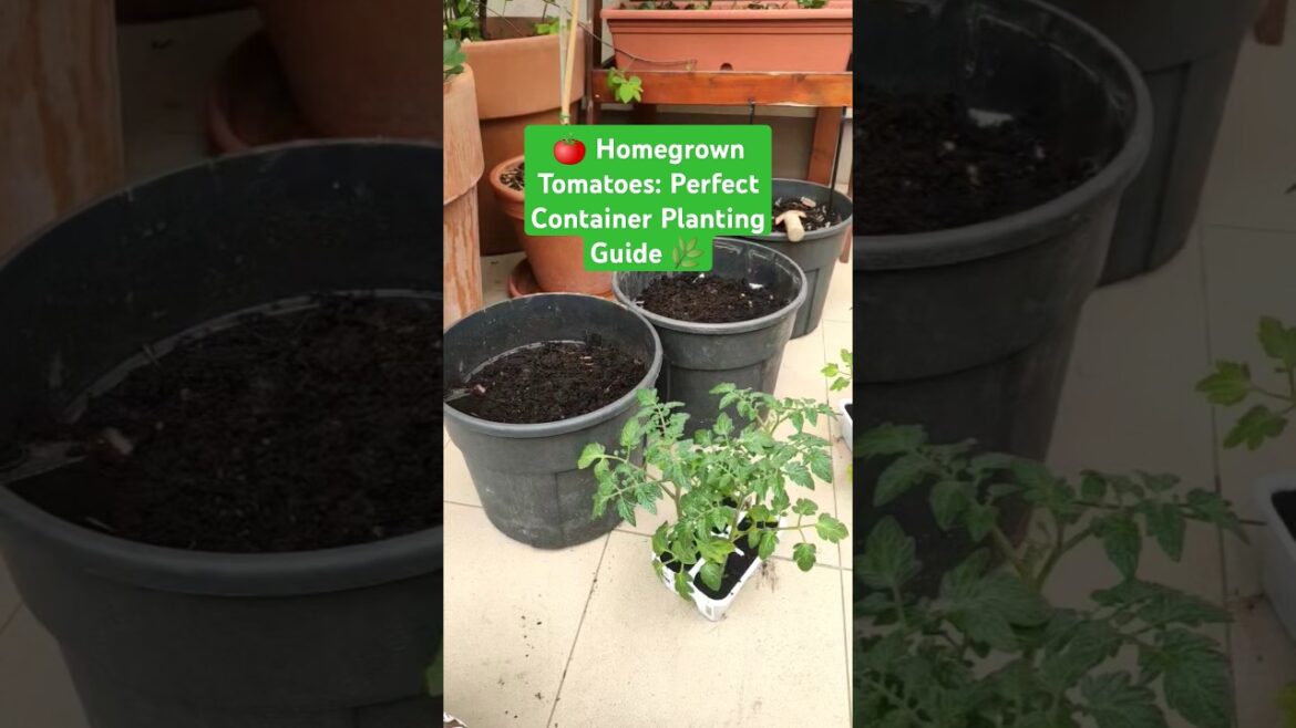🍅 Homegrown Tomatoes: Perfect Container Planting Guide 🌿