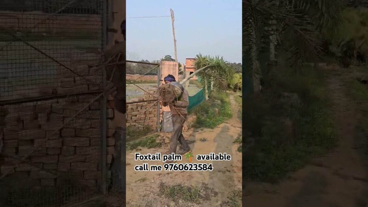 All india plant supply  #natural #shortsviral #shorts #plants #tranding #agriculture #gardening