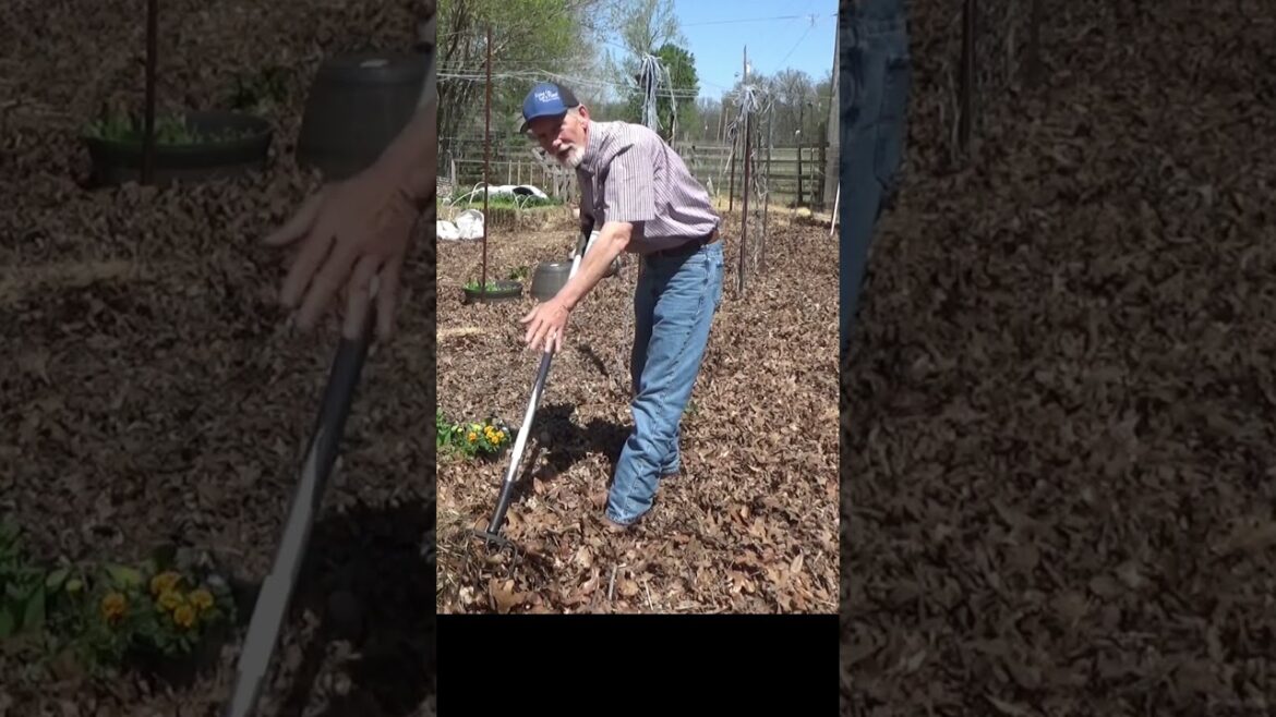 Edible spring flower #garden #growfoodnotlawns #gardening #gardendelight