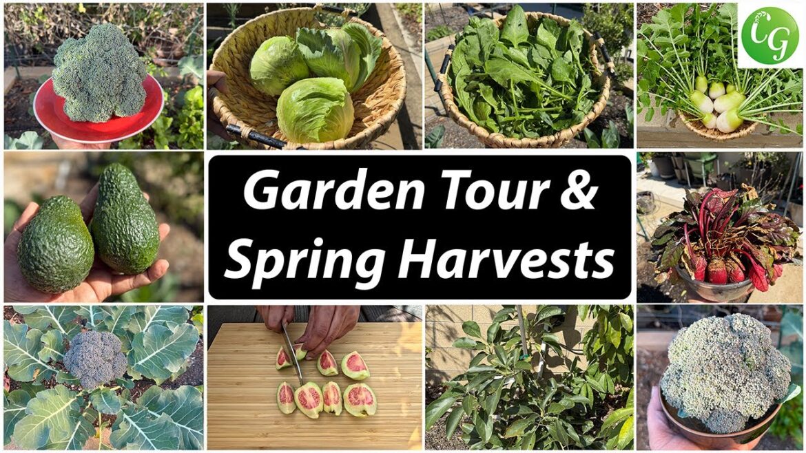 California Gardening: California Gardening Spring Harvests & Organic Gardening Tips California Gardening Spring Harvests & Organic Gardening Tips