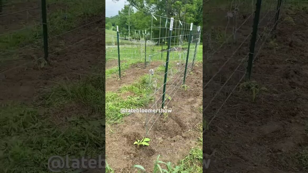 Getting tomatoes planted before heat wave! #gardening #homestead