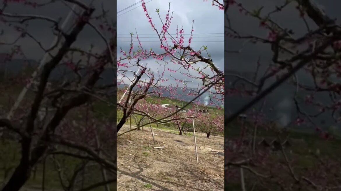 Kannonzan Fruit Garden , Wakayama #japan #spring #japantour #japanesefood #cherryblossom