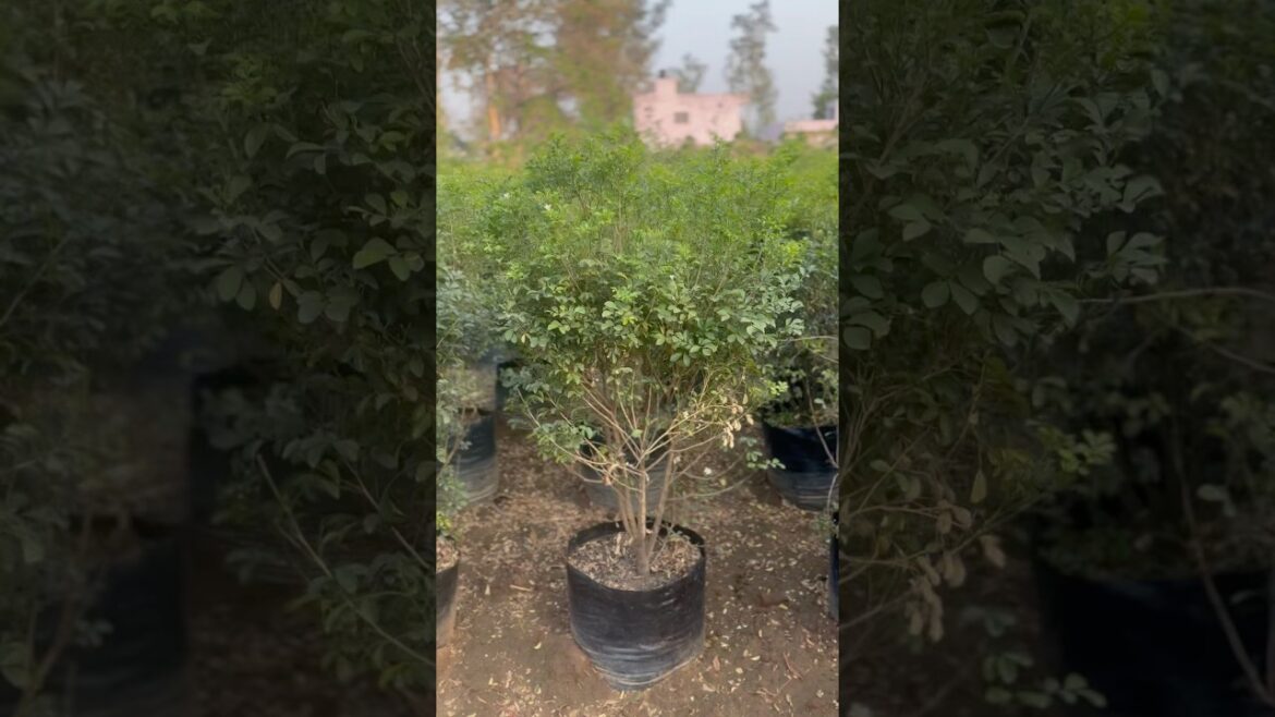 (Kamini balls) available ​⁠@WorldPlantation.nursery #nursery #gardening #supply #plantation