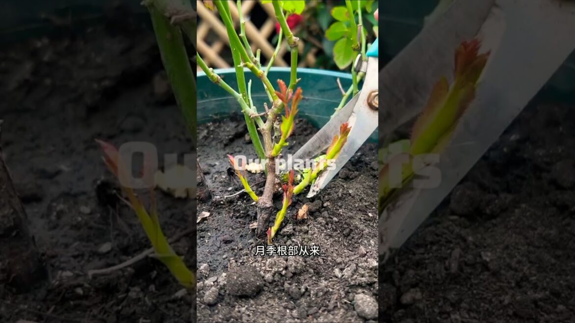 Rose plant Maintenance Tips #shorts #plants #rose #tips