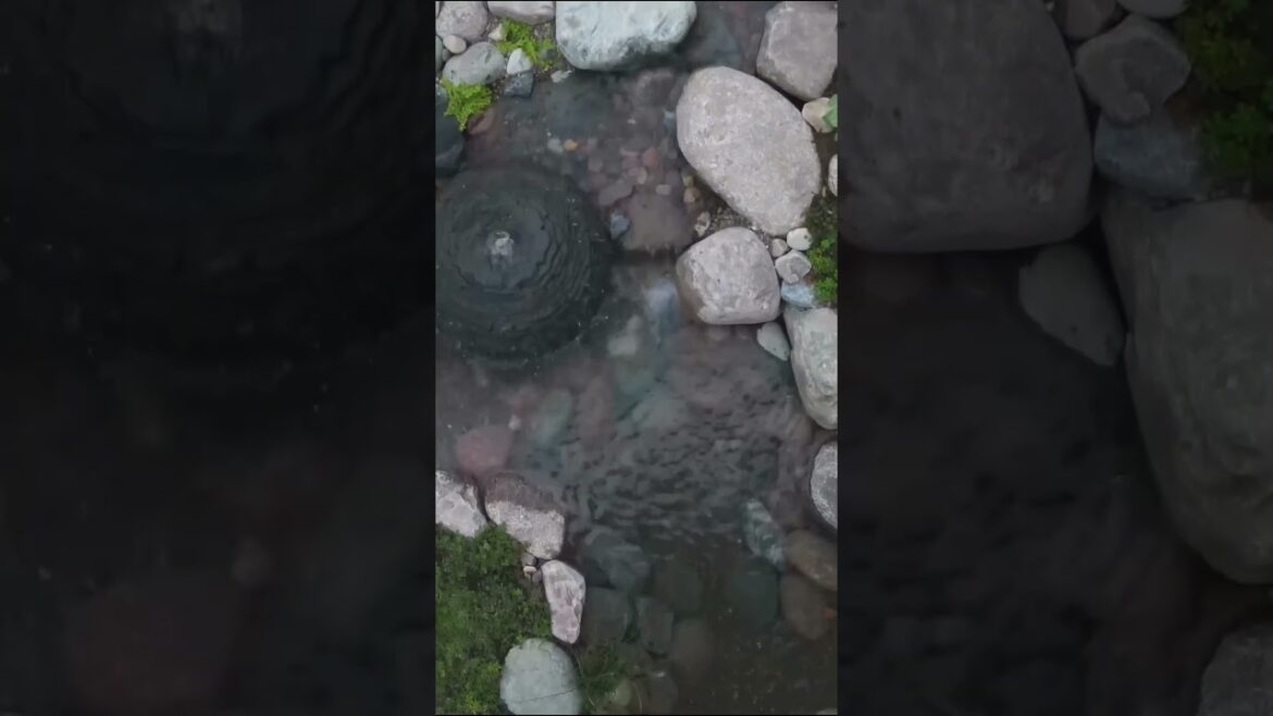 Cozy Backyard Pond #shorts