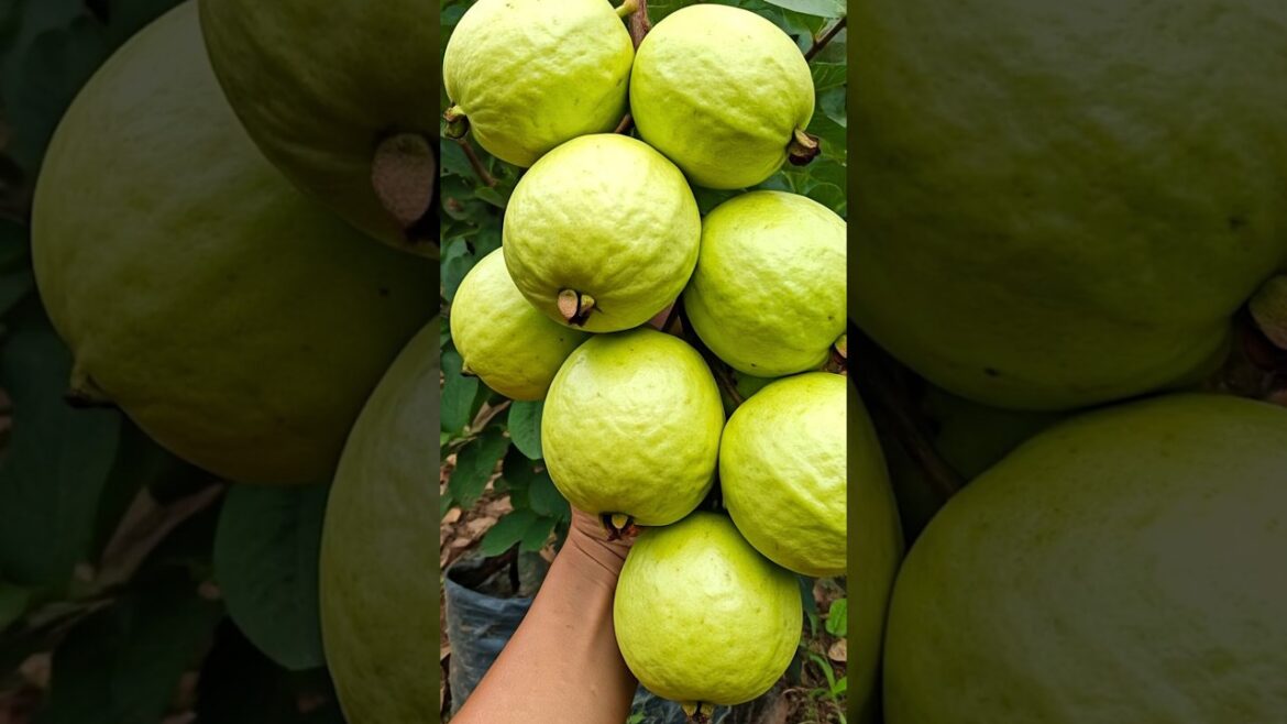 1-Minute GUAVA TREE Growing Hack for Busy Gardeners! 1-Minute GUAVA TREE Growing Hack for Busy Gardeners!