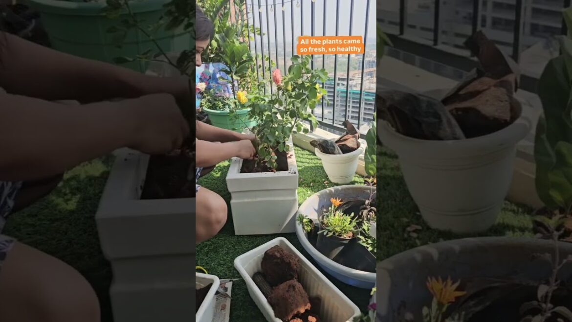 🌿 Get an EXTRA Discount on All Gardening Products! | Use Code 'GYD10' at Urvann 🌱