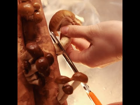 Urban Balcony Gardening: Maximize Space, Grow Food. Grow edible mushrooms 🍽 Urban Balcony Gardening: Maximize Space, Grow Food. Grow edible mushrooms 🍽