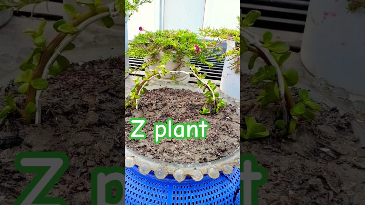 #Lucky jade plant ki bagiya #youtube #gardening # rehan khan # jade plant