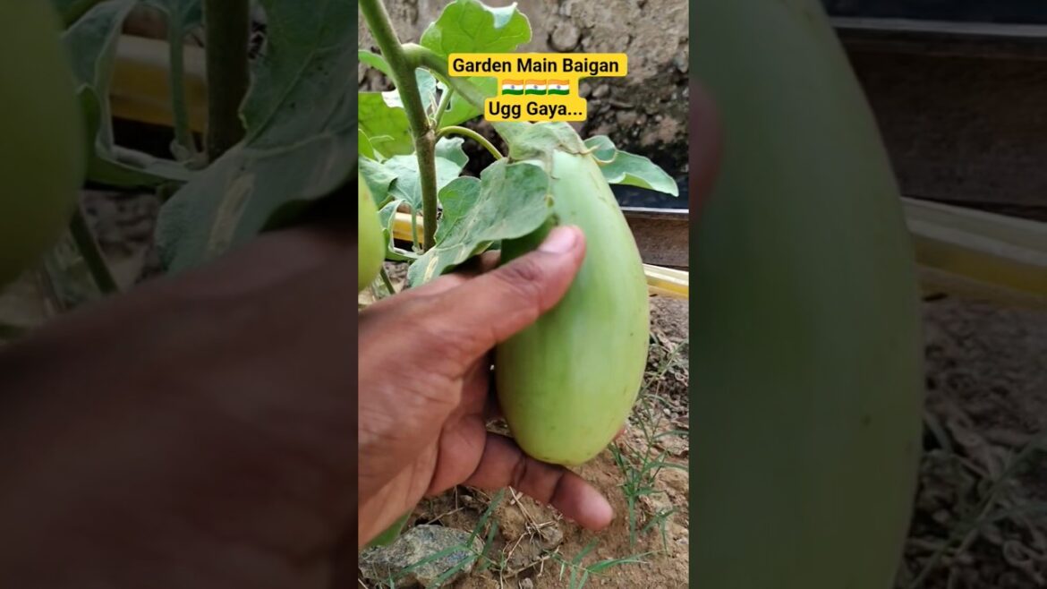 Garden Main Hua Eak Naya Baigan...#shorts #shortsfeed #garden #cultivation #farming #baigan #youtube
