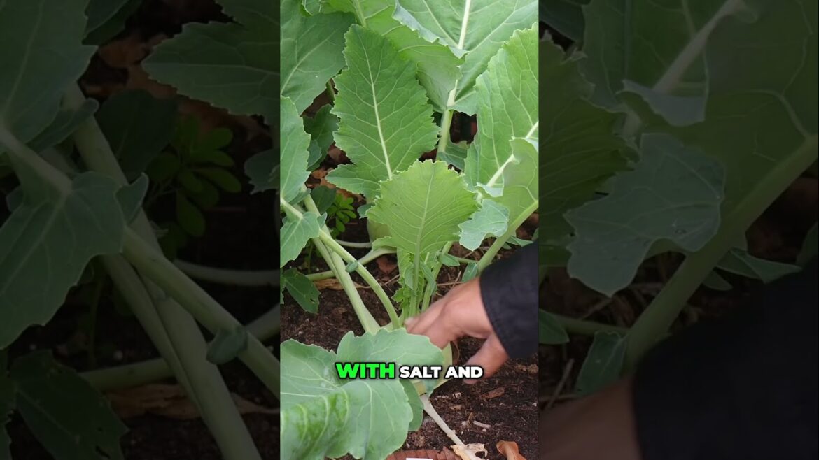 How to Grow & Harvest Sweet Kohlrabi in Raised Beds | Easy Gardening Tips! 🌱
