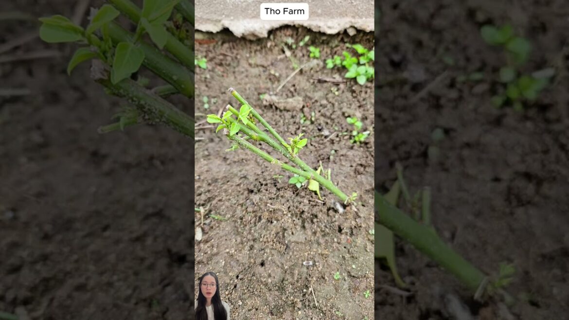 Growing katuk by cuttings  #farm #vegetablegardening #growing