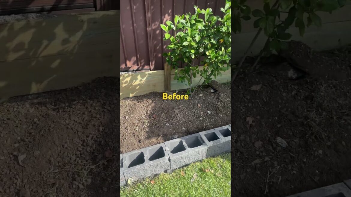 #backyard renovation ideas part1