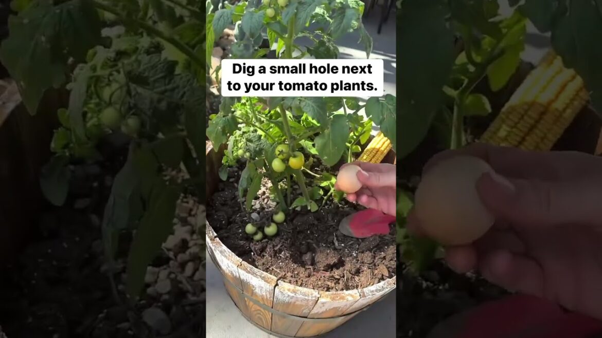 Gardening hack    #gardening #gardeningtips #farmlife