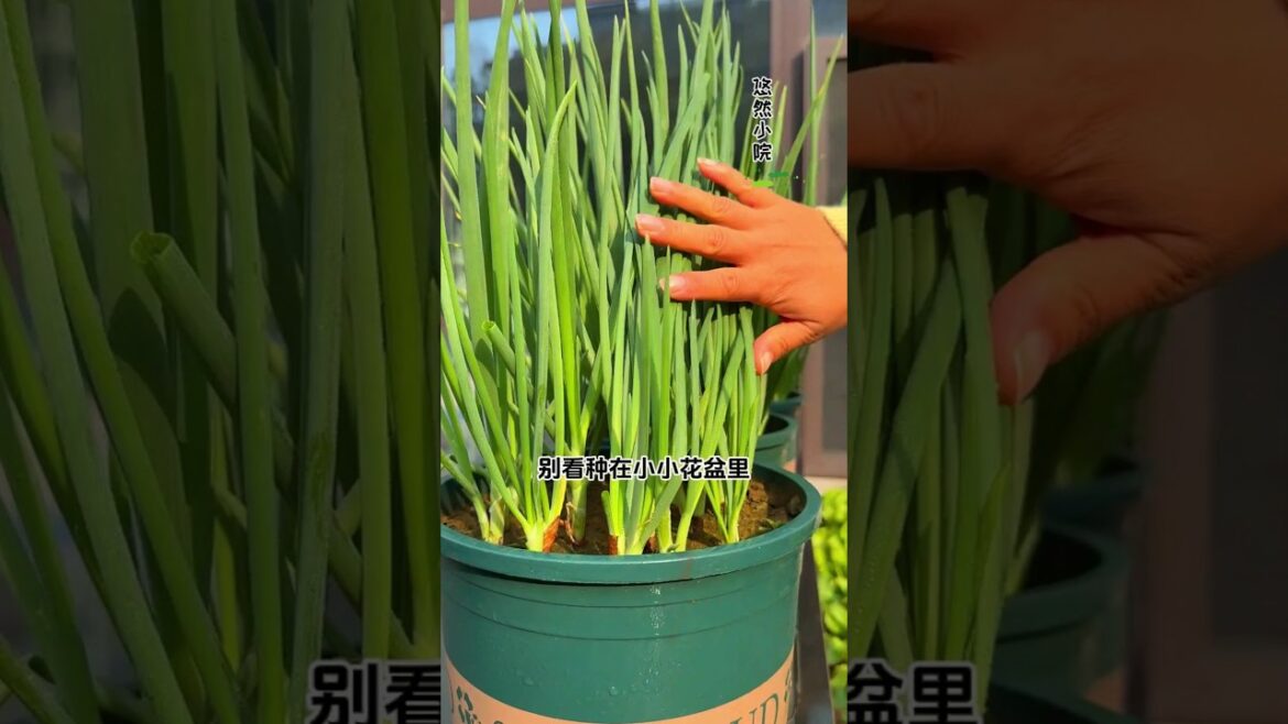 Home Gardening😍#shorts #shortvideo #short #shortsfeed #shortsvideo #youtubeshorts #garden #gardening