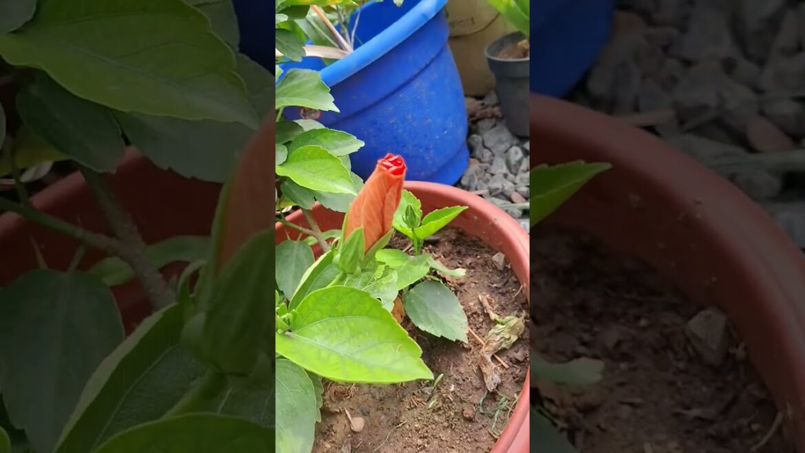 #beautiful #orange #colors #hibiscus #flowers #plants #indian #home #garden #tips #shorts #video