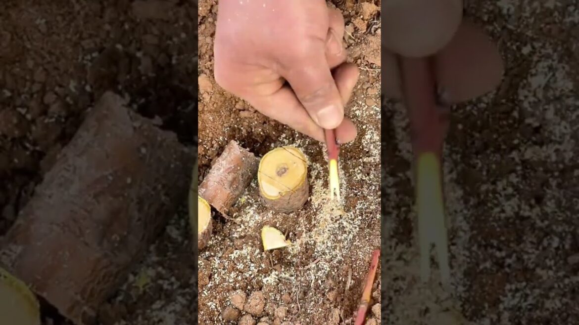 Want Grafting Success? Watch This Now #grafting #plants #garden #tree #mygarden #architecture #trees