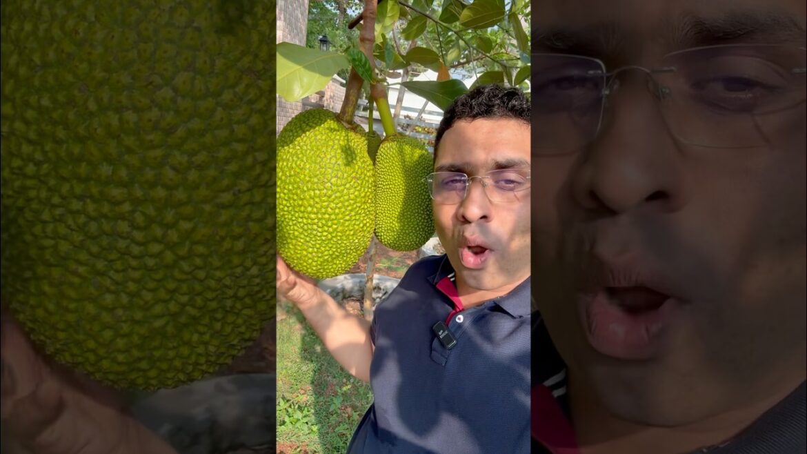 How much does it cost in America ✅