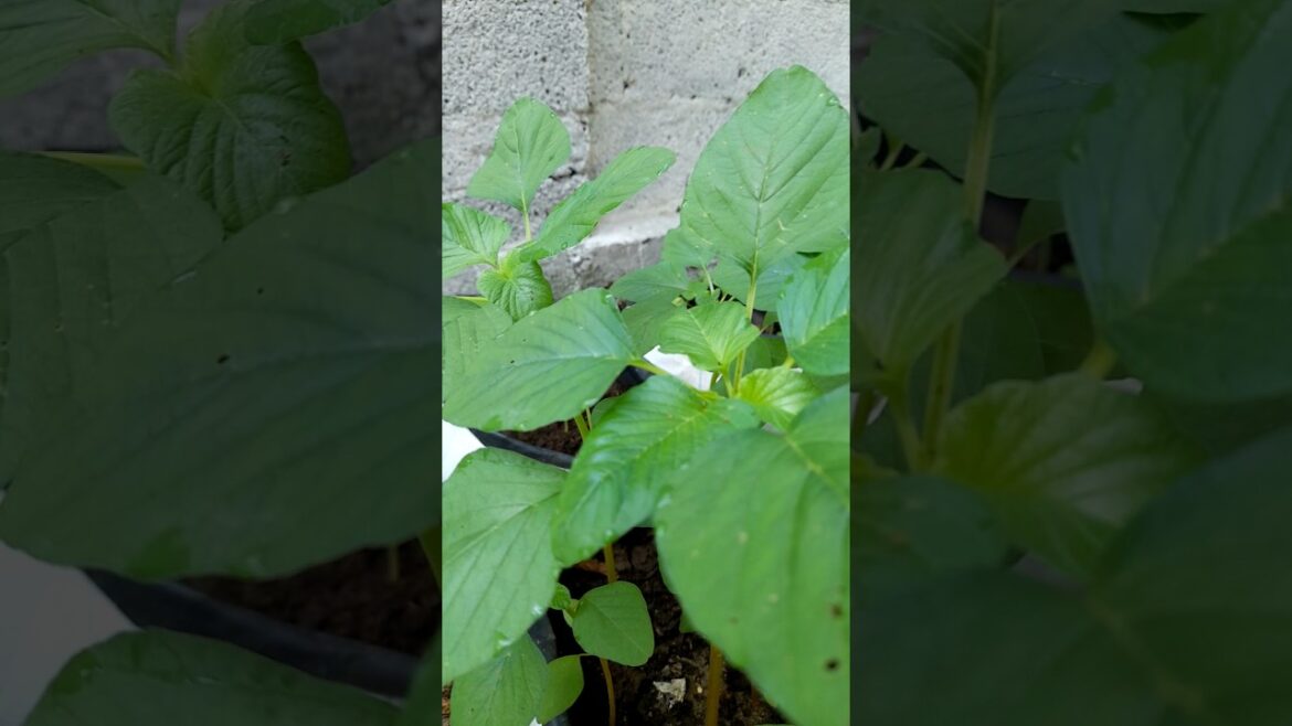 gardening, flower plants, agriculture, vegetable garden, vegetables