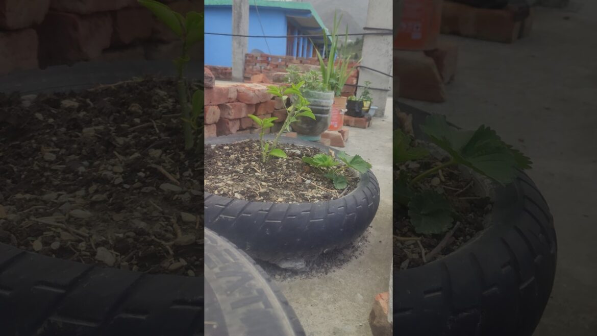 Rooftop Gardening #motivation #motivational #2मुखी #rooftopgardening #gardening #garden