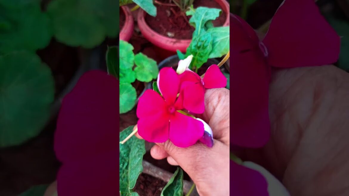 Sadabahar/ Vinca ko free me kaise lagaye #viralvideo #sadabhar #gardening #shortsfeed #yt #shorts