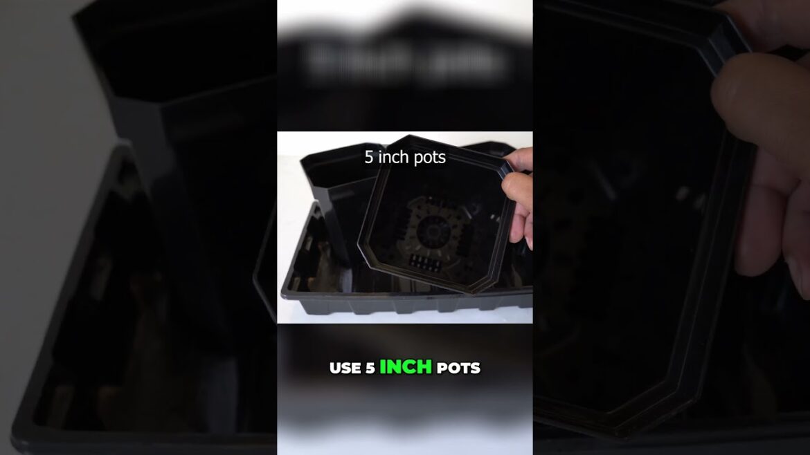 Top Seed Starting Mistakes Gardeners Make 🌱 (And Why Up-Potting Matters!) Part 1