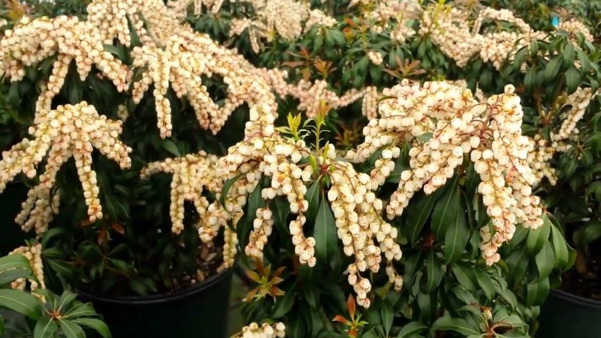 Pieris japonica ‘Dorothy Wycoff’ Japanese Andromeda | Garden Center | Stratford CT Pieris japonica 'Dorothy Wycoff' Japanese Andromeda | Garden Center | Stratford CT