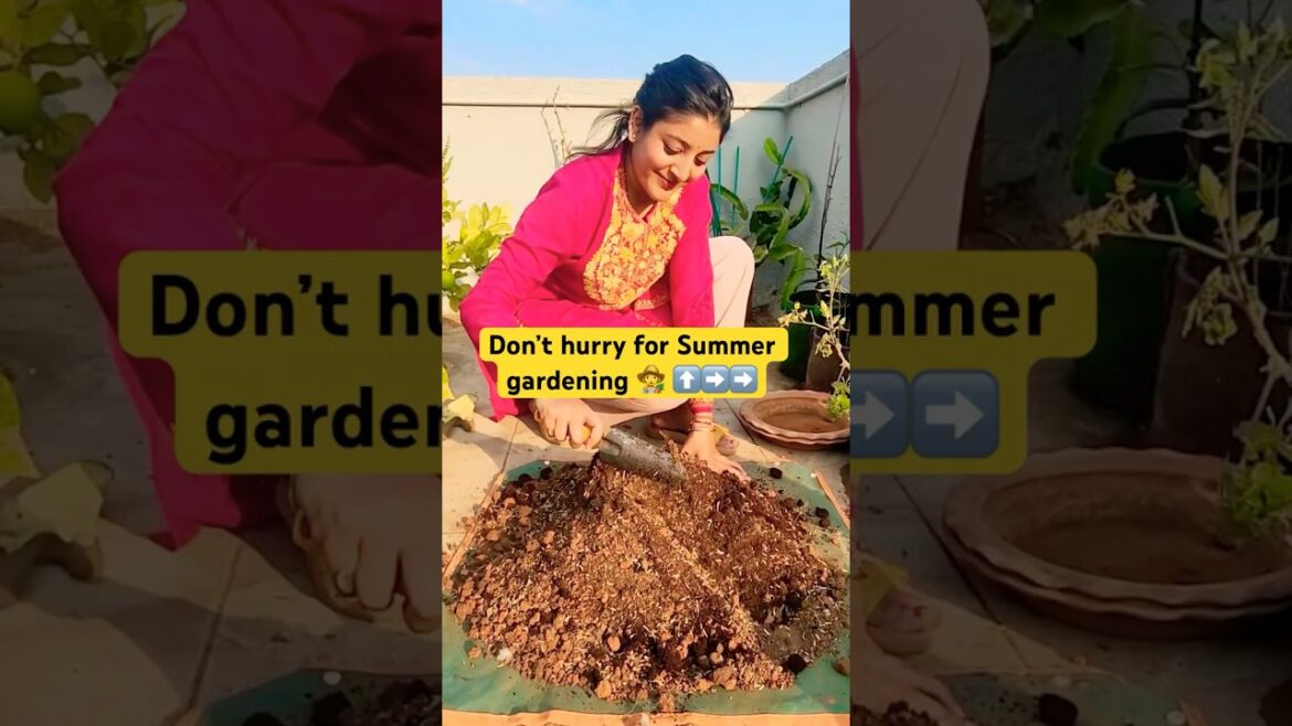 Tips before you start summer gardening #ytshorts #summergardening #gardeningtips Tips before you start summer gardening #ytshorts #summergardening #gardeningtips