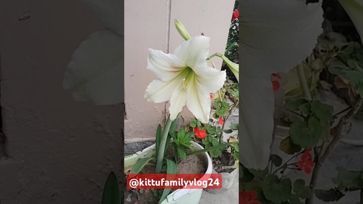 Amaryllis Lily Flower 🌼 #lily #kittufamily #amaryllis #flowers