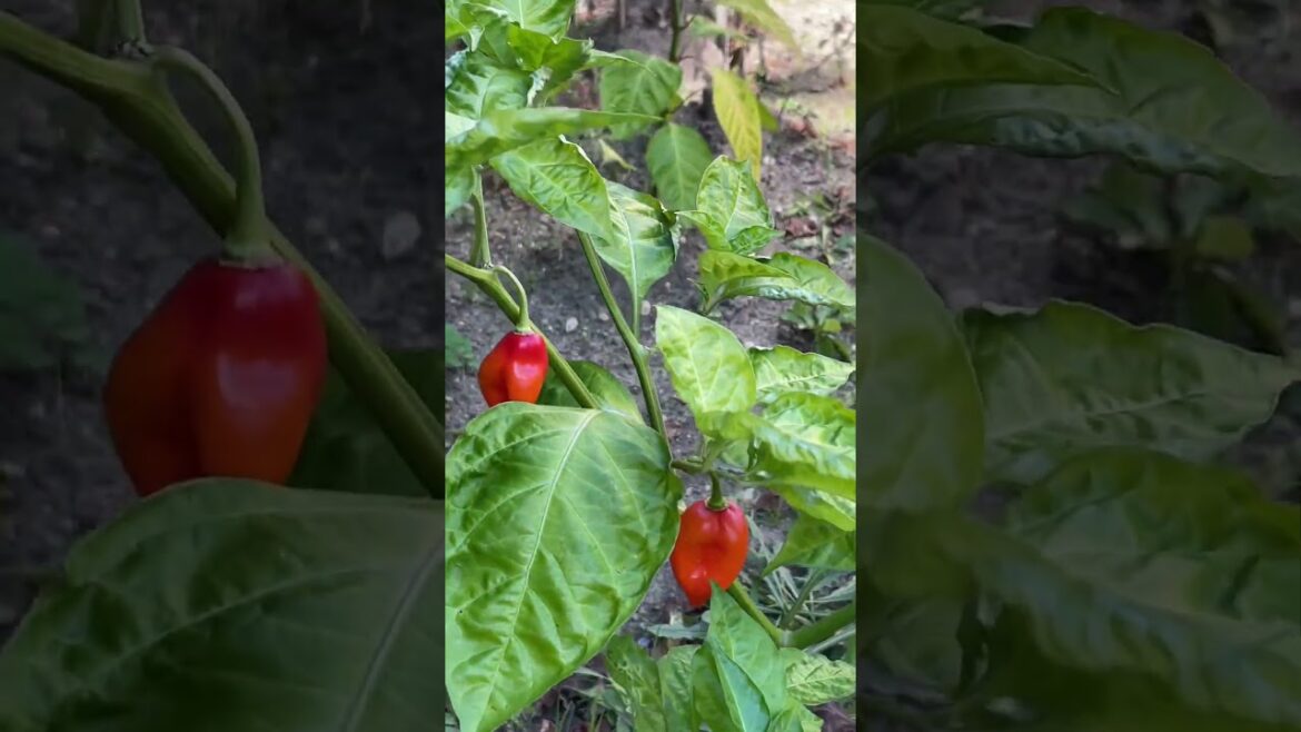 Growing Scotch Bonnet Peppers in My Backyard Garden 🌶️ #shorts