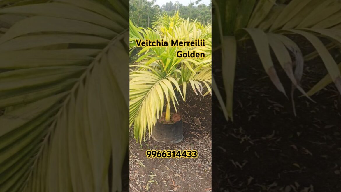 Veitchia Merreilii Golden Palm | Rare Golden Palm Plant for Home & Garden Decor #ytviral #ytshorts Veitchia Merreilii Golden Palm | Rare Golden Palm Plant for Home & Garden Decor #ytviral #ytshorts
