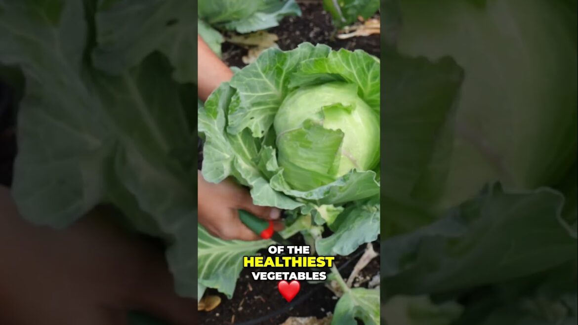 California Gardening: Organic Cabbage Harvest Healthy, Fresh Vegetables From Our Garden Organic Cabbage Harvest Healthy, Fresh Vegetables From Our Garden