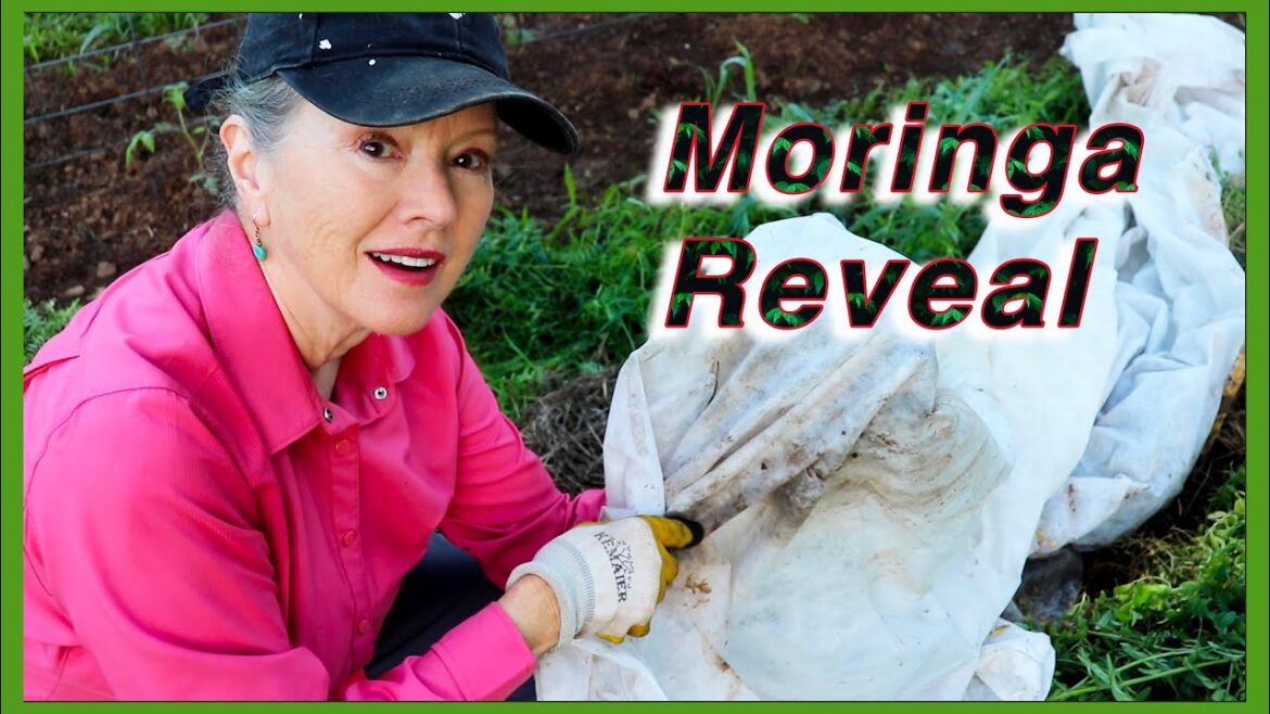 Kaye Kittrell: Did my MORINGA survive winter in Zone 7? Did my MORINGA survive winter in Zone 7?