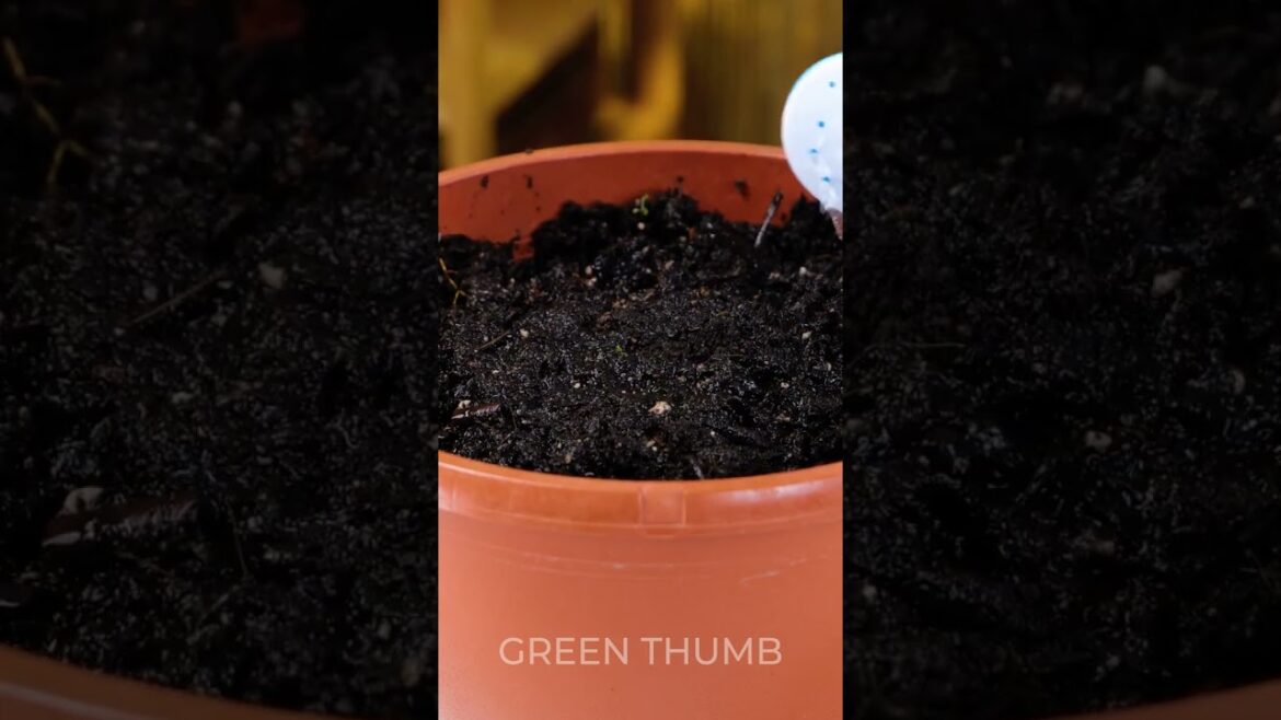 Master Gardening Secrets! Grow Organic Plants at Home Effortlessly!