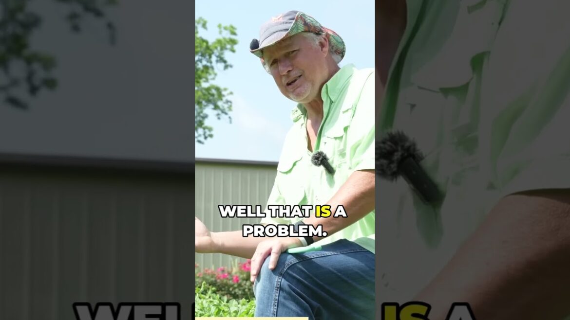 Feeding Watermelons Nutrient Tips! #shorts #growhoss #gardeningtips