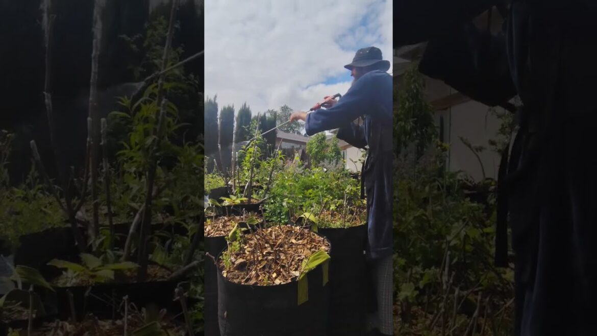 Garden Foliar Feeding For Spring Garden Season. #Farmer #Boy #Plant #Art