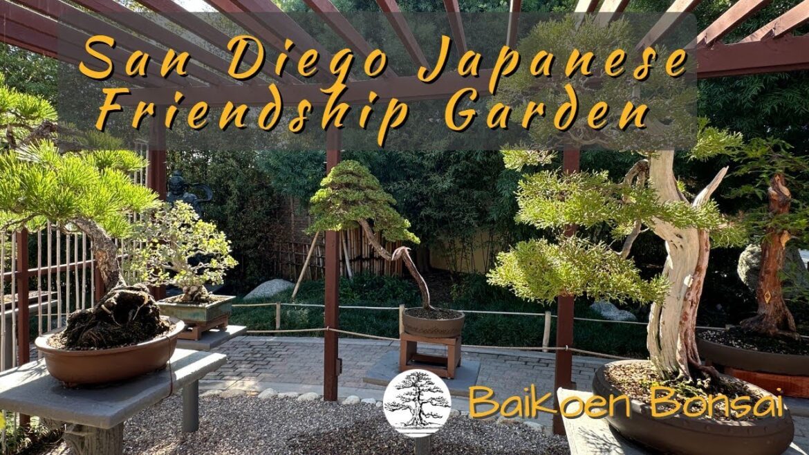 San Diego Japanese Friendship Garden – Bonsai Destination – Baikoen Bonsai Club San Diego Japanese Friendship Garden - Bonsai Destination - Baikoen Bonsai Club