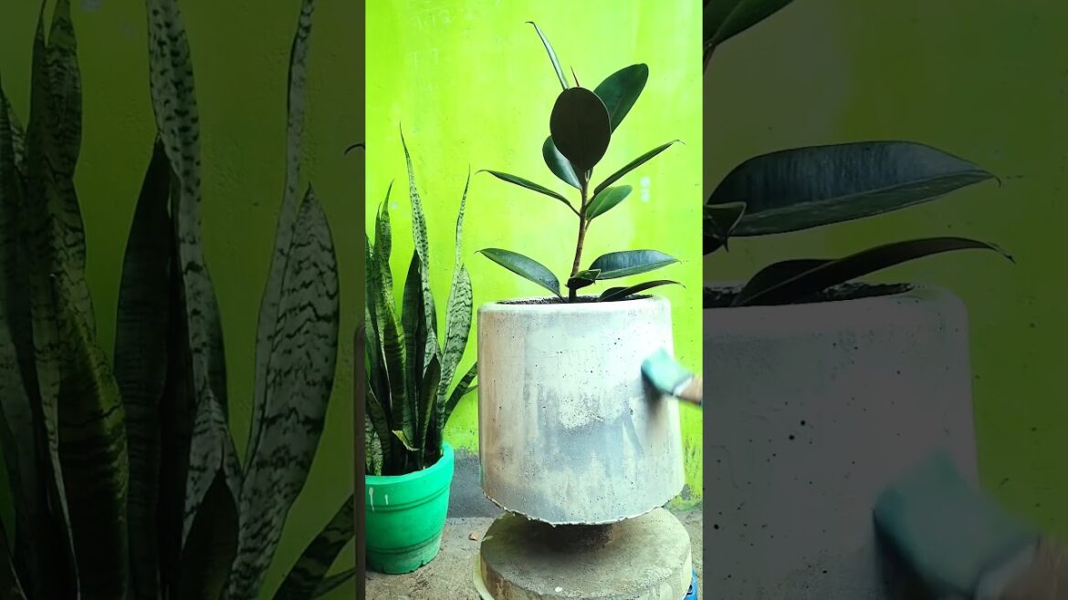 Rubber Planter Decoration | How To Care Rubber Plant #shorts #gardening #rubberplants Rubber Planter Decoration | How To Care Rubber Plant #shorts #gardening #rubberplants