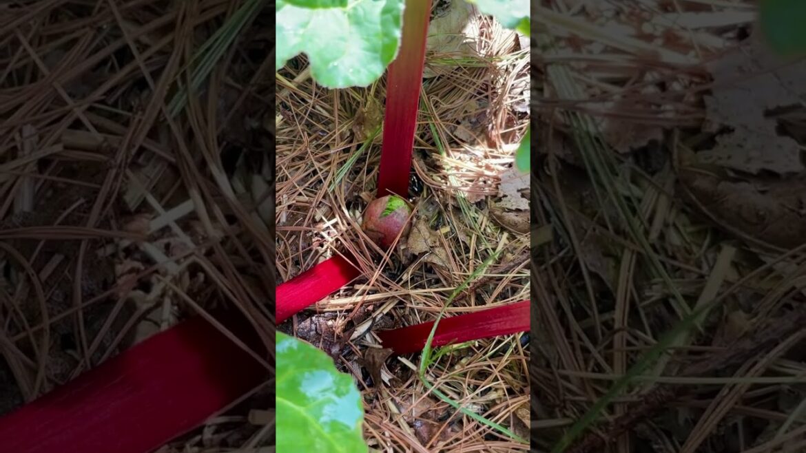 Rhubarb #rhubarb #garden #newengland #farm #vegetable #fruit