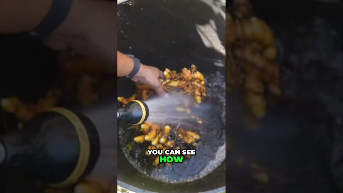 How to Grow & Harvest Organic Turmeric in Containers! 🌱🧡