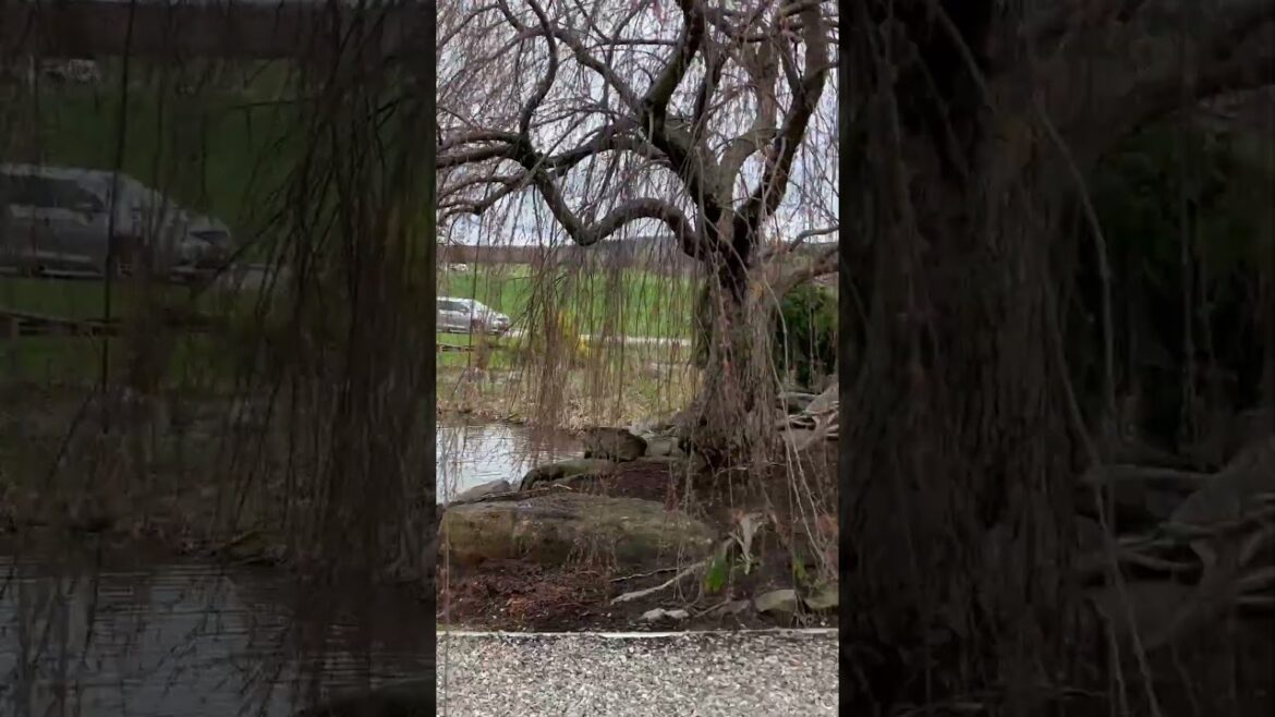 Early spring at the manmade environment at the Gardeners Supply