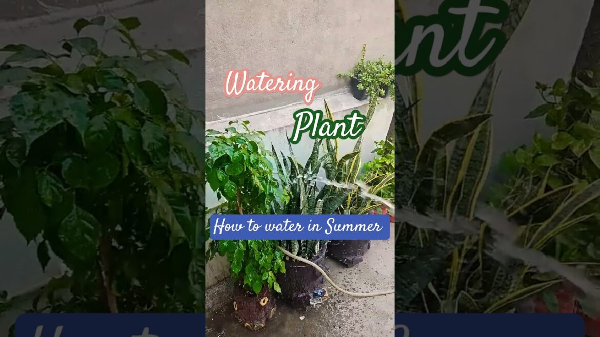 Best way to water plant #plants #garden #gardening #gardeningideas #foryou #floweringvine #plants