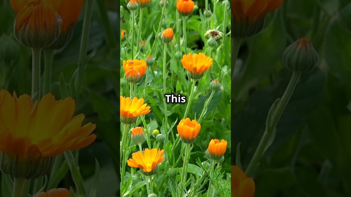 Calendula – The Victory Garden MVP 🌼🥗 #CalendulaPower #EdibleFlowers #PestControl