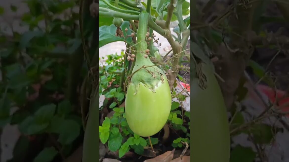 Baigan ka paudha || baigan ke paudhe me agya baigan #shorts #gardening #baigan #vegetables Baigan ka paudha || baigan ke paudhe me agya baigan #shorts #gardening #baigan #vegetables