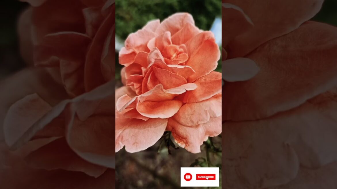 😎How to make your flowers Thrive# garden trends# yt shorts# 😎How to make your flowers Thrive# garden trends# yt shorts#